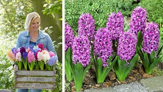 How to Plant Bedding Hyacinths Spring Garden Guide [upl. by Malek490]