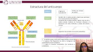 Naturaleza de los antígenos y anticuerpos [upl. by Eirallih204]