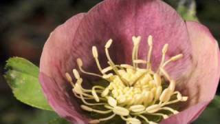 Time lapse Hellebore flower with stamens uncurling [upl. by Lozano516]