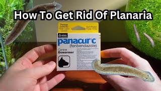 How To Get Rid Of Planaria In Your Fish Tank [upl. by Wolpert805]