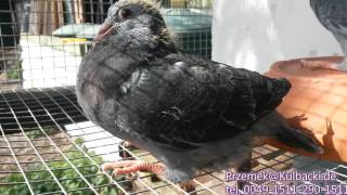 DV039148777 amp DV8778 100 Stichelbaut KULBACKI RACING PIGEON STUD Hodowla Gołębi Sportowych [upl. by Prader]