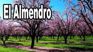 El Almendro y Sus Cuidados [upl. by Aikemet]