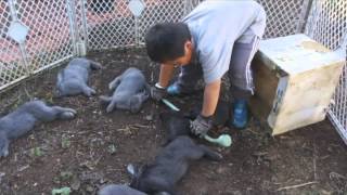 Kids learning to kill and butcher rabbits  disturbing [upl. by Ainar]