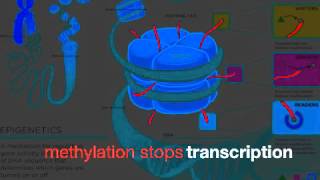 Gene Expression Review Song [upl. by Patti]