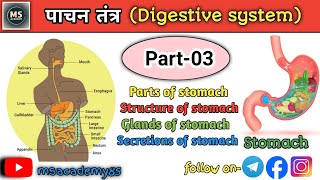 How to digestive system works I Digestive system I anatomy and physiology I Biology I human body l [upl. by Solomon]