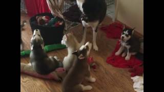 Howling Husky Puppies [upl. by Ihcas]