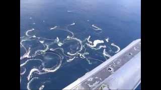 Sitka Alaska Herring Fishery 2008  From the air [upl. by Sauer]