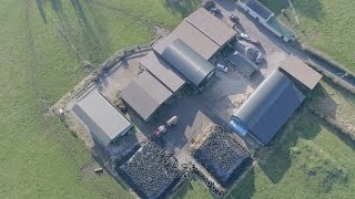 Beef and sheep mixed grazing at Tullamore Farm Ltd [upl. by Marie829]