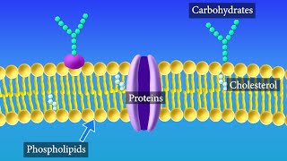 Cell Membrane Structure and Function [upl. by Tnemelc]