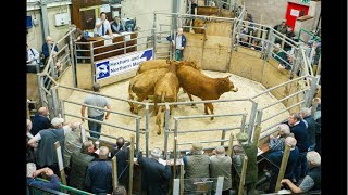 Hexham Mart Store Cattle Sale [upl. by Barnebas]