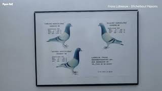 Stichelbaut Pigeons of Frans Labeeuw [upl. by Ettenan]