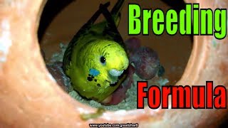 Birds Breeding Formula  Best Breeding Parrots  Cute Pet Birds [upl. by Aynas12]