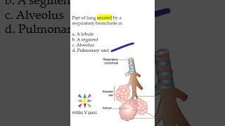 Anatomy Thorax 276 lung Respiratory Bronchiole pulmonary unit alveoli mcq viva [upl. by Ardnuas]