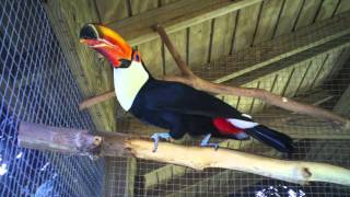 Toco Toucan Croaking Sound [upl. by Missie591]