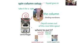 Miniprep science  what goes on in each step of a miniprep alkaline lysis plasmid purification [upl. by Annauj]