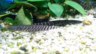 Banded Knifefish Gymnotus carapo [upl. by Nogam]