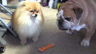 Dogs fight over toy bone [upl. by Melvina]