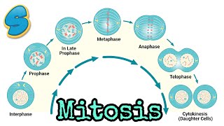 Mitosis በአማርኛ Grade 10 Biology Unit 2 Part 2 [upl. by Idona]