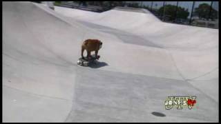 Tillman the Skateboarding Bulldog Skates Skimboards and SURFS [upl. by Haggar]