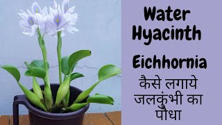 Water HyacinthEichhornia Crassipesजलकुंभी waterhyacinth जलकुंभी growinggarden [upl. by Terchie]