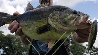 several monster bass on big swimbaits [upl. by O'Driscoll90]