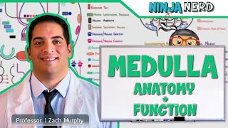 Neurology  Medulla Anatomy amp Function [upl. by Socher]