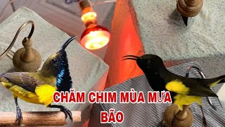 CHĂM CHIM HÚT MẬT 5MAU MÙA MƯA BÃO NHƯ THẾ NÀO canmientay [upl. by Abigail]