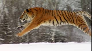 Endangered Siberian Tiger Running In Winter Snow [upl. by Nylikcaj]