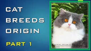 CATS BREEDS ORIGIN PART 1 18 [upl. by Stimson462]