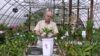 Orchid Potting Demonstration 1 [upl. by Notaek]