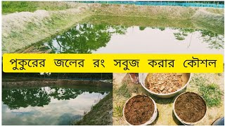 পুকুরের জলের রং সবুজ করার কৌশল  How to Grow Phytoplankton in Pond [upl. by Rie139]