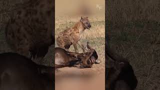 The Hyena’s Unexpected Feast How Fortune Favored the Predator Over a Weakened Prey [upl. by Niltiac]