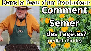 Peuton facilement semer des Tagètes en plaque alvéolée  Les conseils dun producteur [upl. by Neelyaj570]