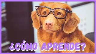 Cómo ENSEÑAR a un PERRO 👉 ¿Condicionamiento Operante 🤔 [upl. by Gytle]