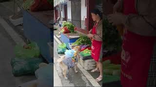 The stall owner tricked the dog and refused to exchange dog food for vegetables攤主坑狗，拒絕狗糧換蔬菜 [upl. by Skier]