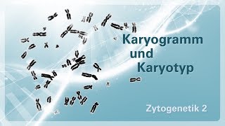 Zytogenetik 02 – Karyogramm und Karyotyp [upl. by Idnahk698]