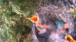 Cute Baby Birds Chirping [upl. by Teragram]