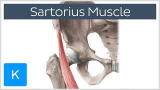 Sartorius Muscle  Origin Insertion Innervation amp Actions  Anatomy  Kenhub [upl. by Eadahs]