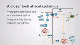 Acetazolamide and the potassium sparing diuretics [upl. by Enaasiali]