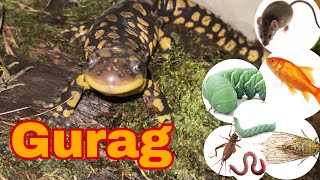 Tiger salamander devours anything in it’s path Ambystoma Tigrinum feeding compilation [upl. by Jegger607]