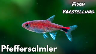 Pfeffersalmler  Axelrodia riesei  Liquid Nature Fisch Vorstellung [upl. by Ymac]