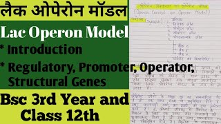 Lac Operon Model लैक ओपेरोन [upl. by Einnob]