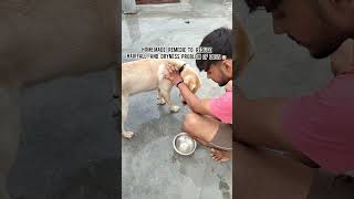 How to reduce hair problem and dryness of dogs feed homeremedies dog shots labrador dogbreed [upl. by Ynohtnacram]