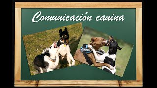 Etología canina comunicación comportamiento y señales de calma [upl. by Annaik]