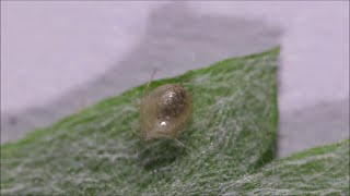 Parasitoid wasp larva moving inside parasitized aphid [upl. by Miah]