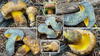 Schwarzblauender Röhrling essbar oder giftig Verwechslung  Cyanoboletus pulverulentus [upl. by Dominique495]