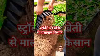 strawberry ki kheti agriculture gardening satisfying plants vegetable garden shortsvideo [upl. by Tenom371]