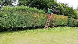 Battery HEDGE TRIMMER Cutting An OVERGROWN Privet Hedge [upl. by Akenat480]