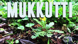 Mukkutti Medicinal Uses and Facts Biophytum sensitivum [upl. by Gwyn685]