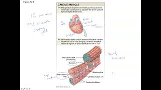 Unit 3 Part 5 Excitation Contraction Coupling in Cardiac Muscle [upl. by Grindle]